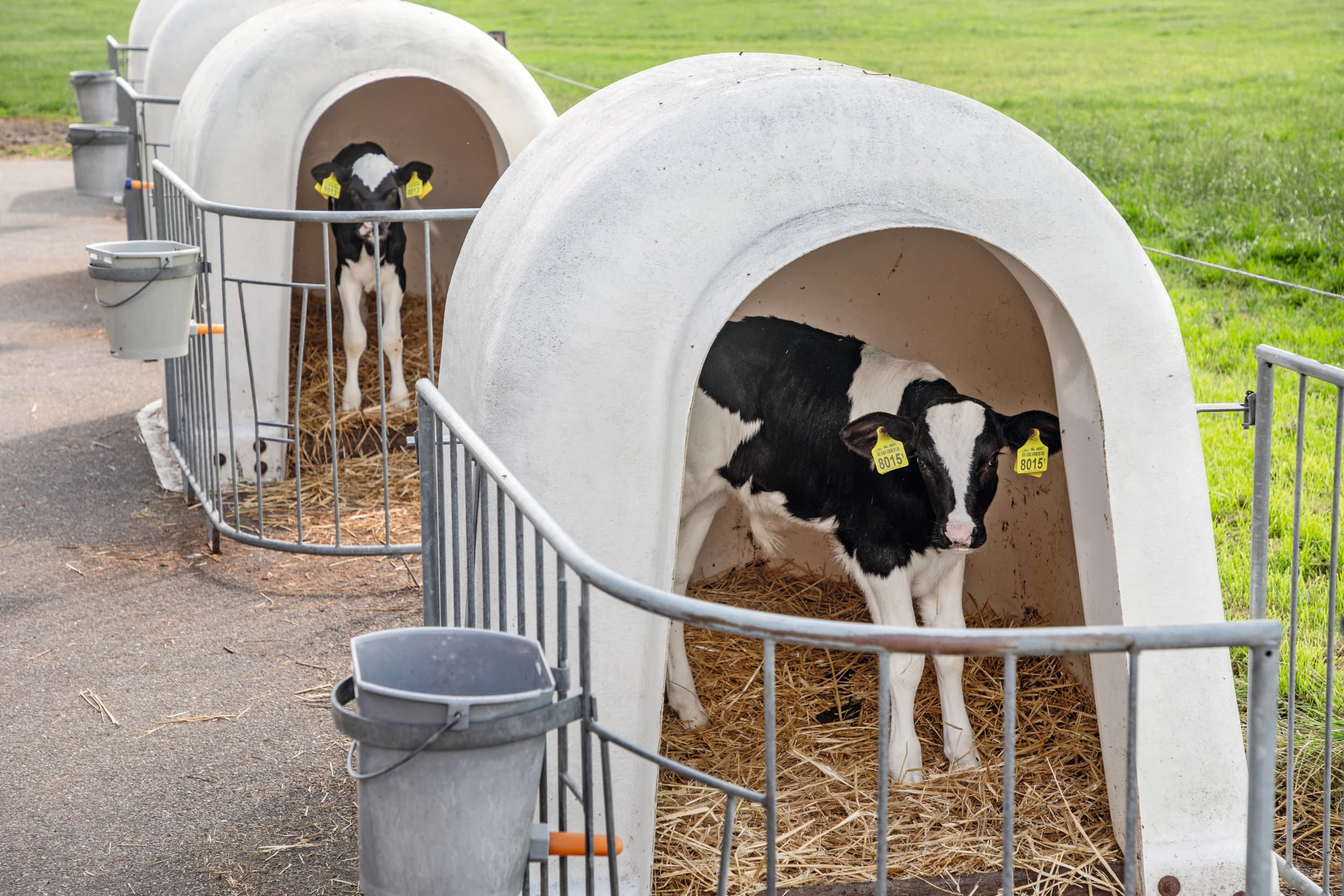 dierenwelzijn melkveehouderij