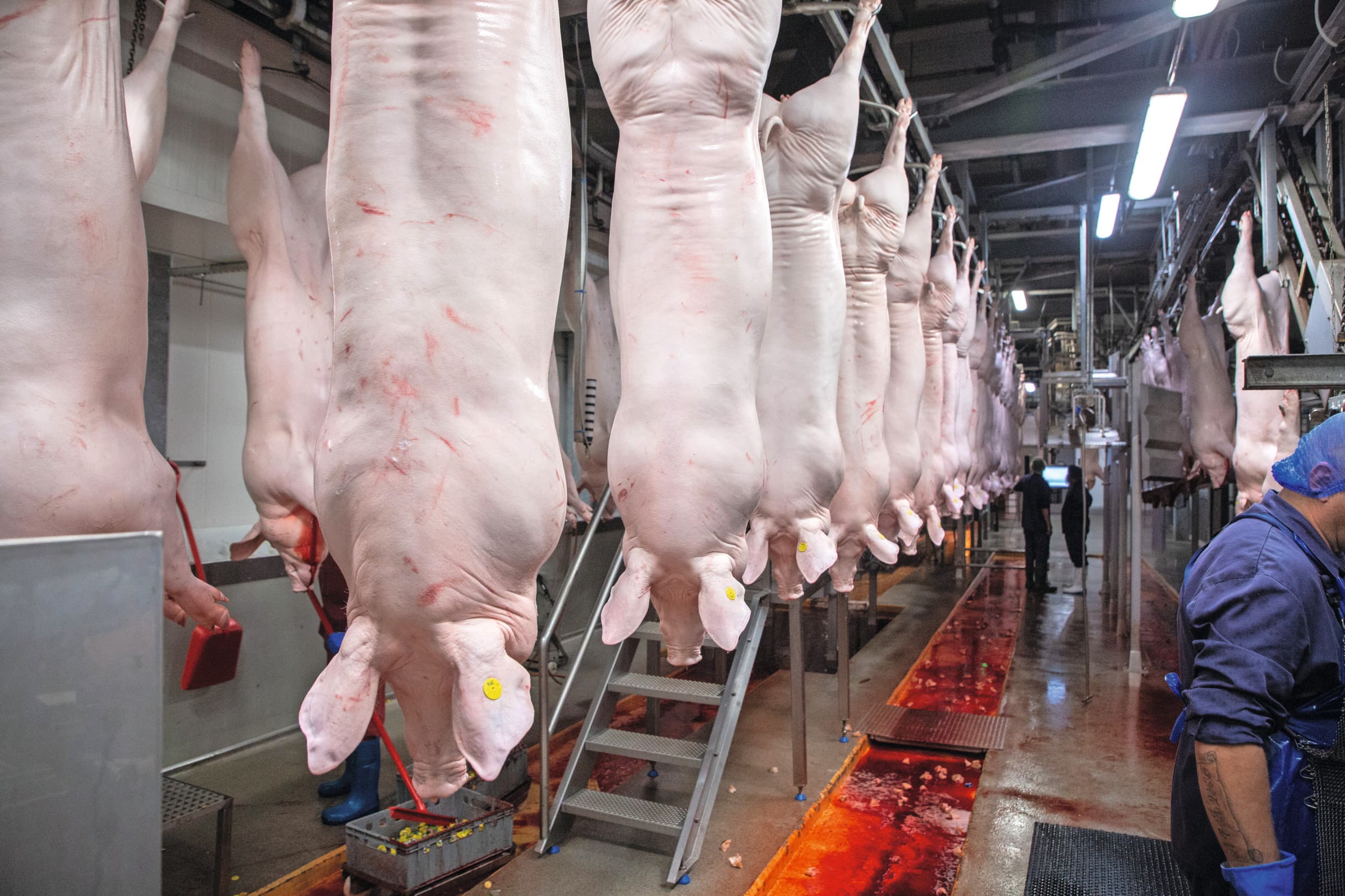 In Nederland komen minder varkens aan de haak, Europees groeit het varkensaanbod begin dit jaar. Foto: Herbert Wiggerman