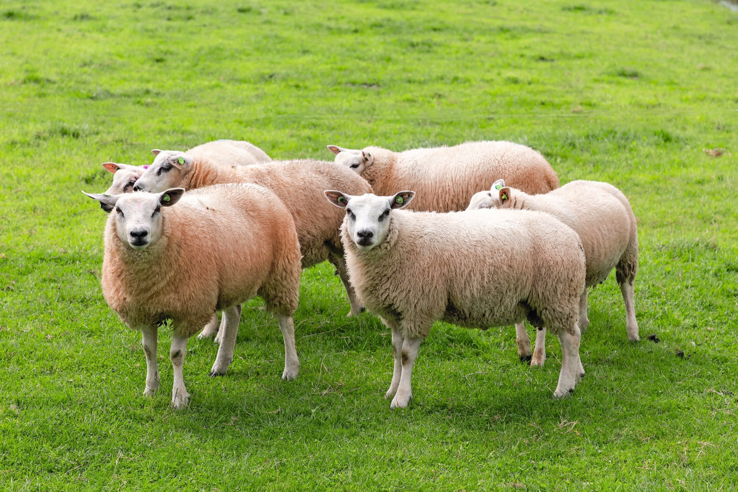 Het aantal schapen in Nederland is de afgelopen jaren fors afgenomen. Foto: Herbert Wiggerman