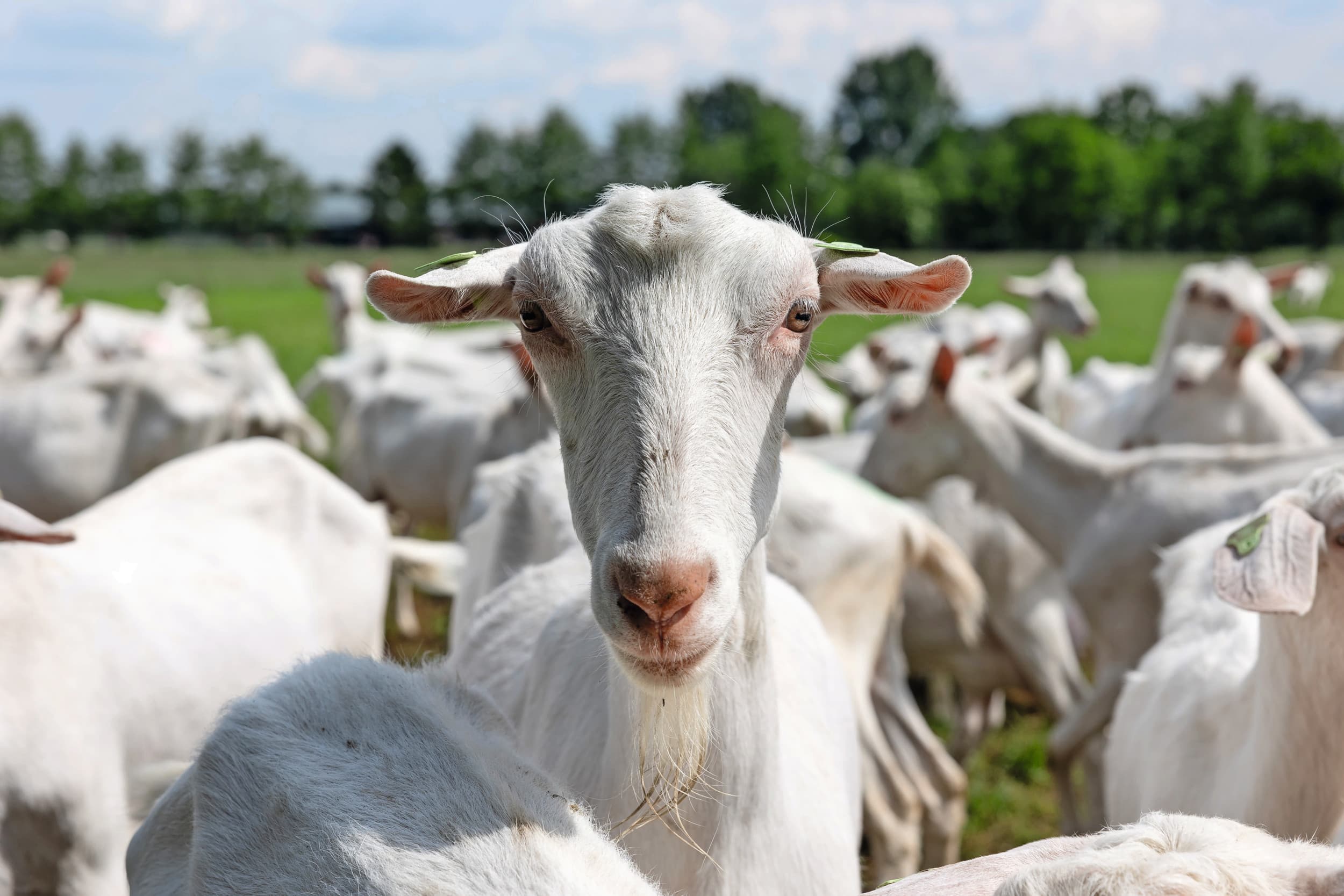 Biologische geitenmelkbedrijven hebben zware jaren achter de rug, waarbij een deel van de melk voor gangbare prijzen moest worden verkocht. Nu trekt de vraag weer aan. Foto: Herbert Wiggerman