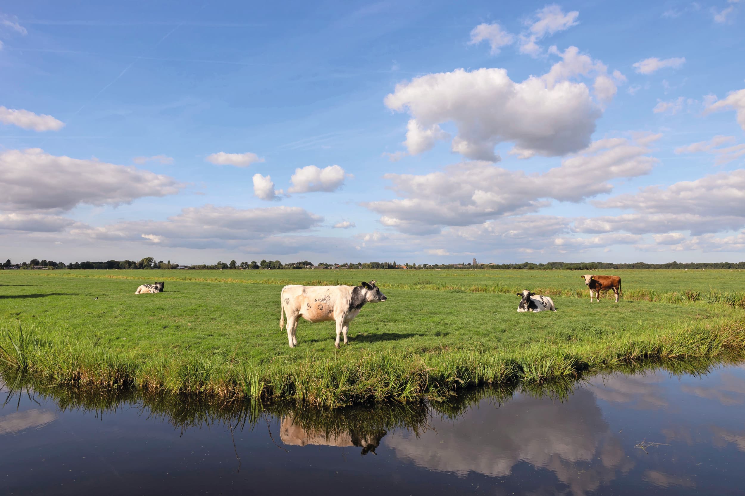 De waterkwaliteit voldoet nog niet overal aan de Europese normen. Vooral in het zuidelijk zand- en lössgebied krijgen boeren te maken met strengere bemestingsnormen. LVVN wil zoveel mogelijk grasland behouden, maar hoe is nog een raadsel. Foto: Herbert Wiggerman