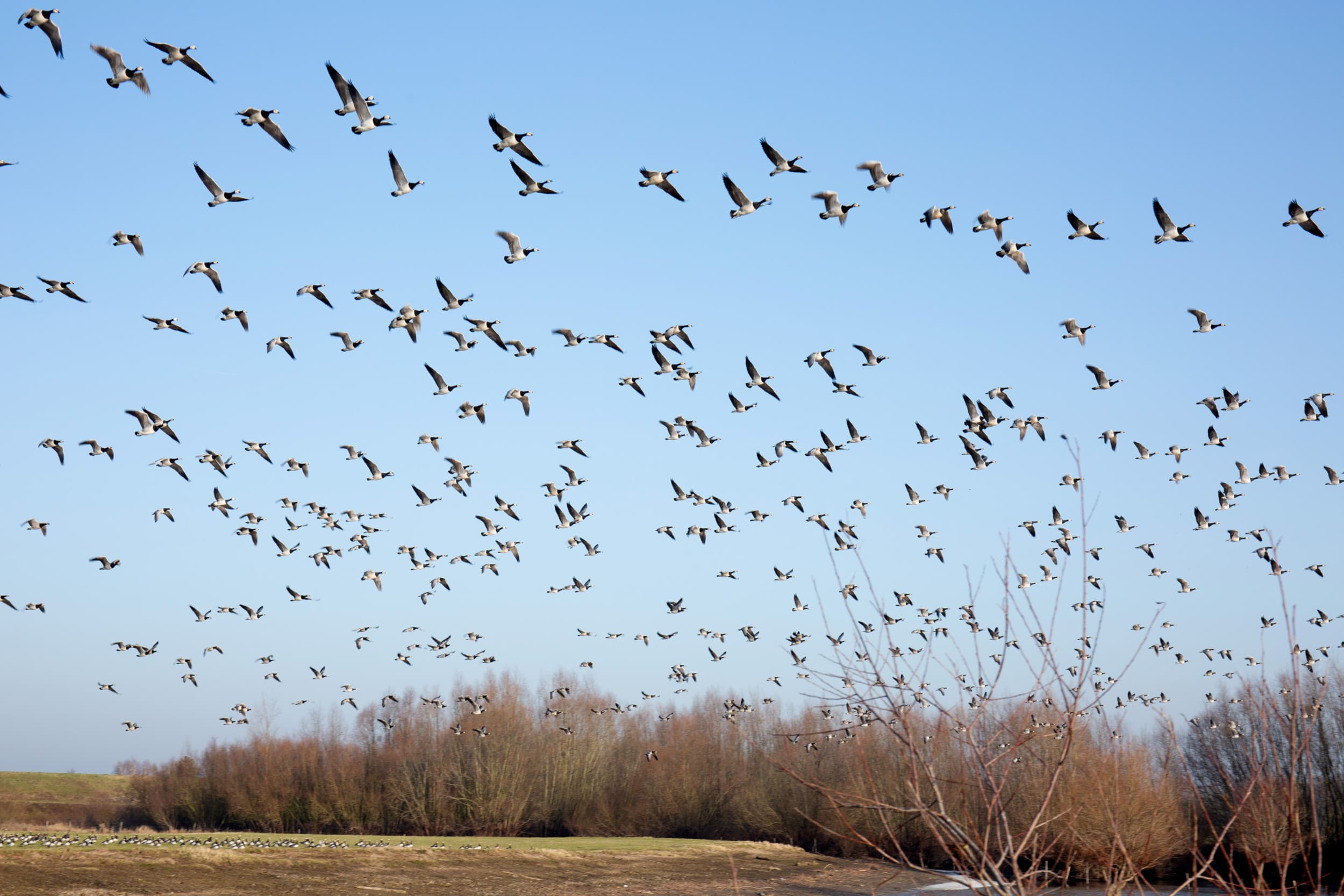 Trekvogels zijn in hoge mate verantwoordelijk voor de verspreiding van vogelgriep. Foto: Herbert Wiggerman