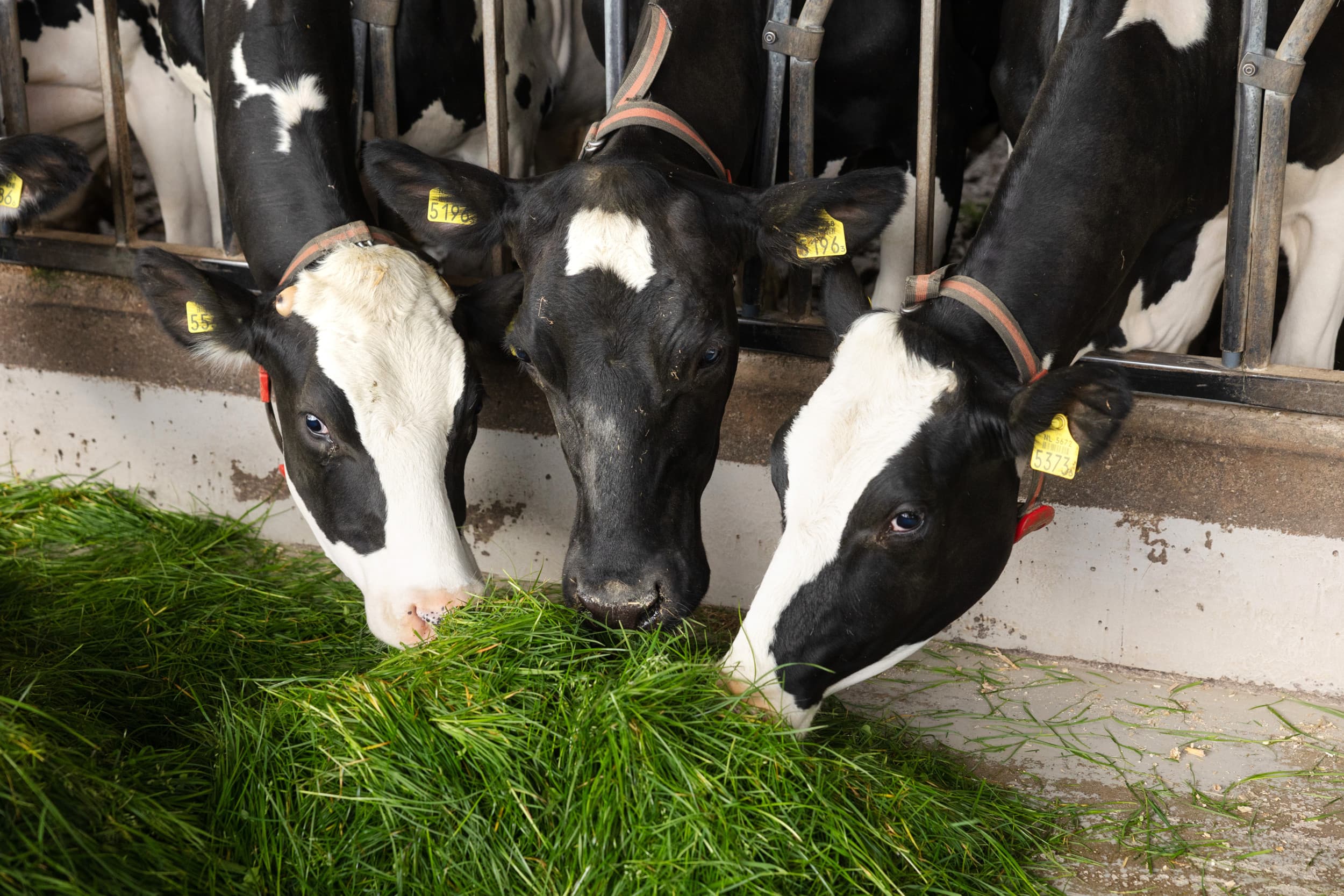 Arla melkprijs