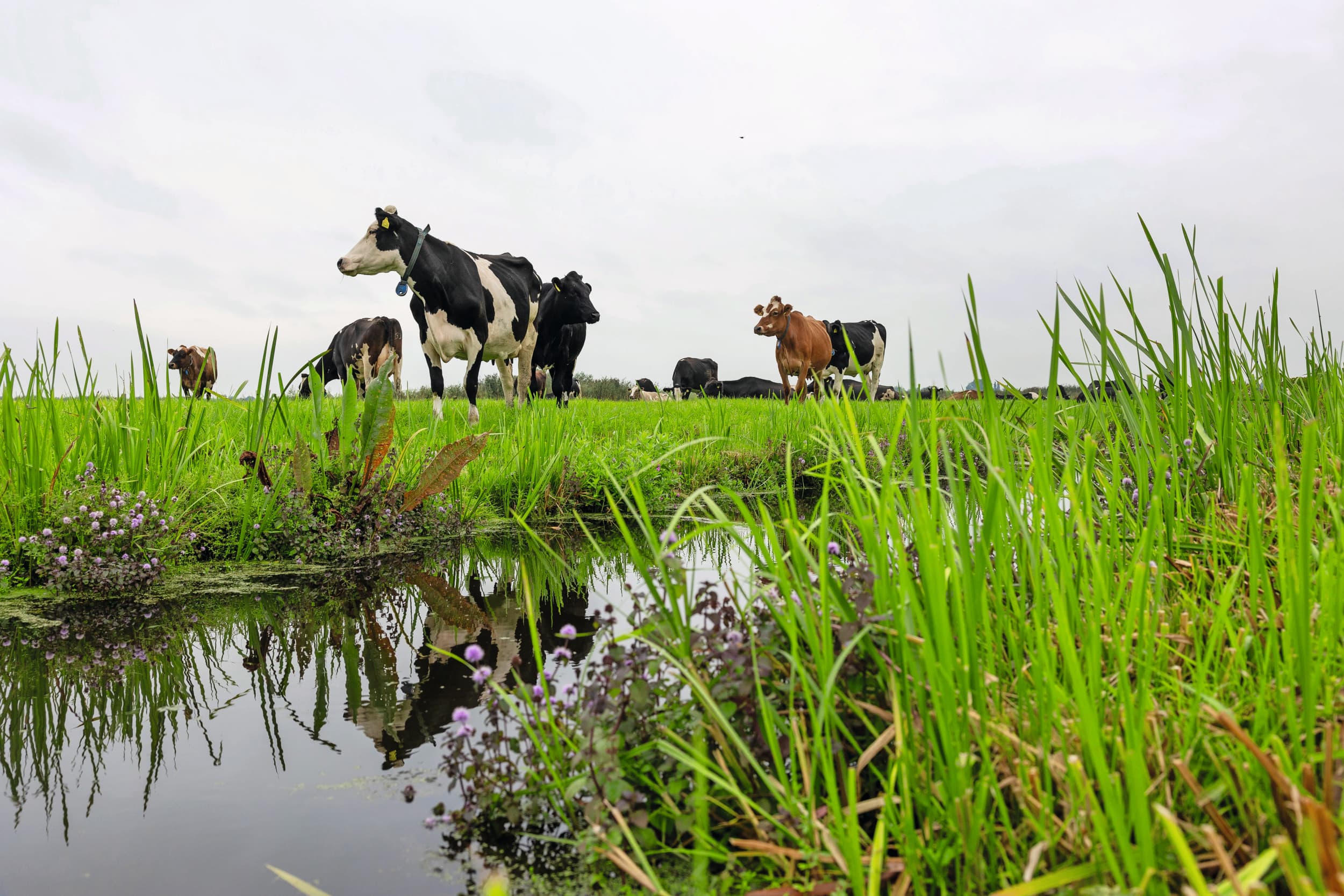 areaal gras veenweidegebied