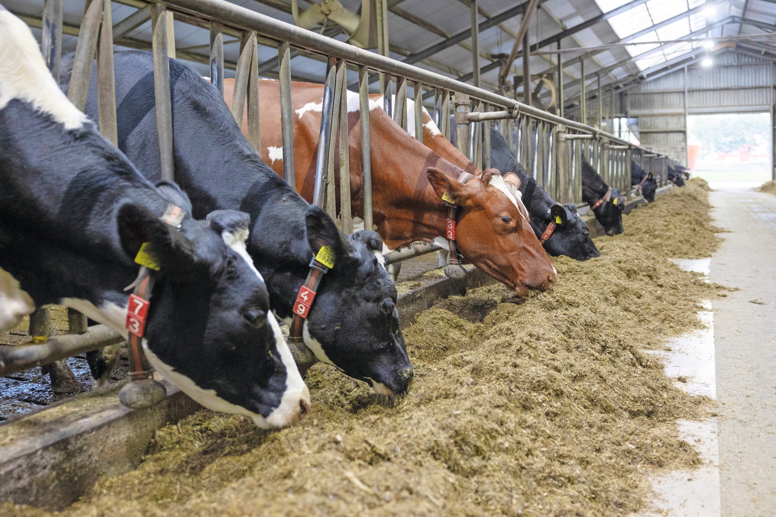 Via het rantsoen kan bijgestuurd worden op het ureumgetal. Met de nieuwe benchmark krijgen veehouders inzicht in hoe hun bedrijf staat ten opzichte van andere bedrijven in de omgeving. Foto: Herbert Wiggerman