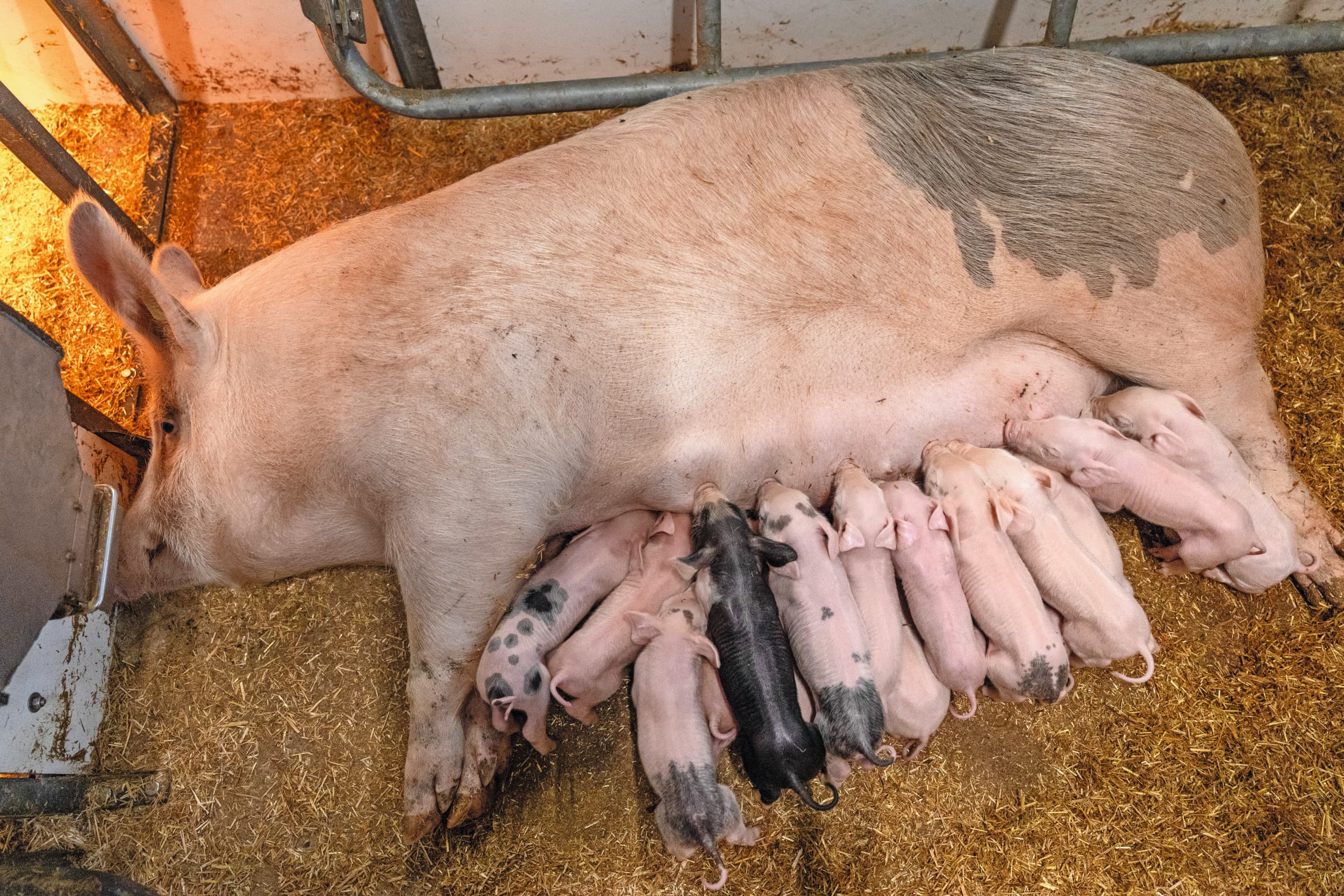De meeste biggensterfte vindt plaats in de eerste dagen na het werpen, waarbij doodliggen een groot risico vormt. Doodliggen in een vrijloopkraamhok valt terug te dringen. Foto: Herbert Wiggerman