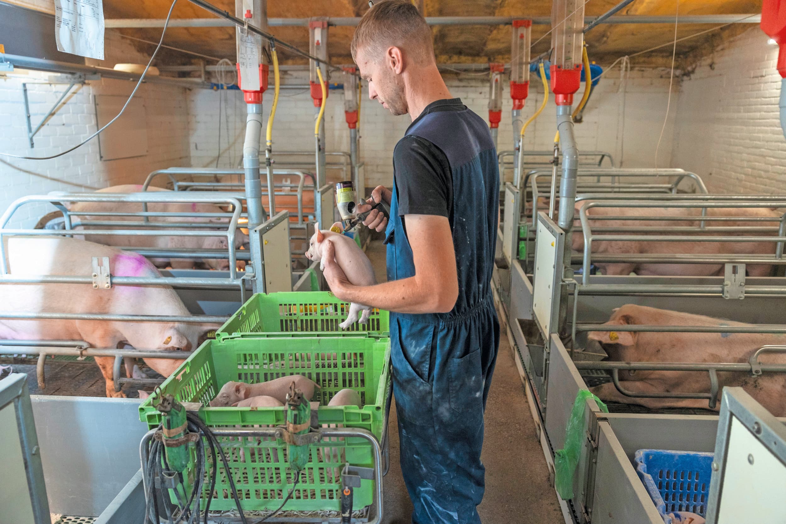 Een ijzerinjectie voor pasgeboren biggen is op ongeveer elk varkensbedrijf een standaard behandeling. Biggen worden geboren met een minimale voorraad en krijgen amper ijzer binnen via de melk. Dus een injectie is broodnodig. Foto: Herbert Wiggerman