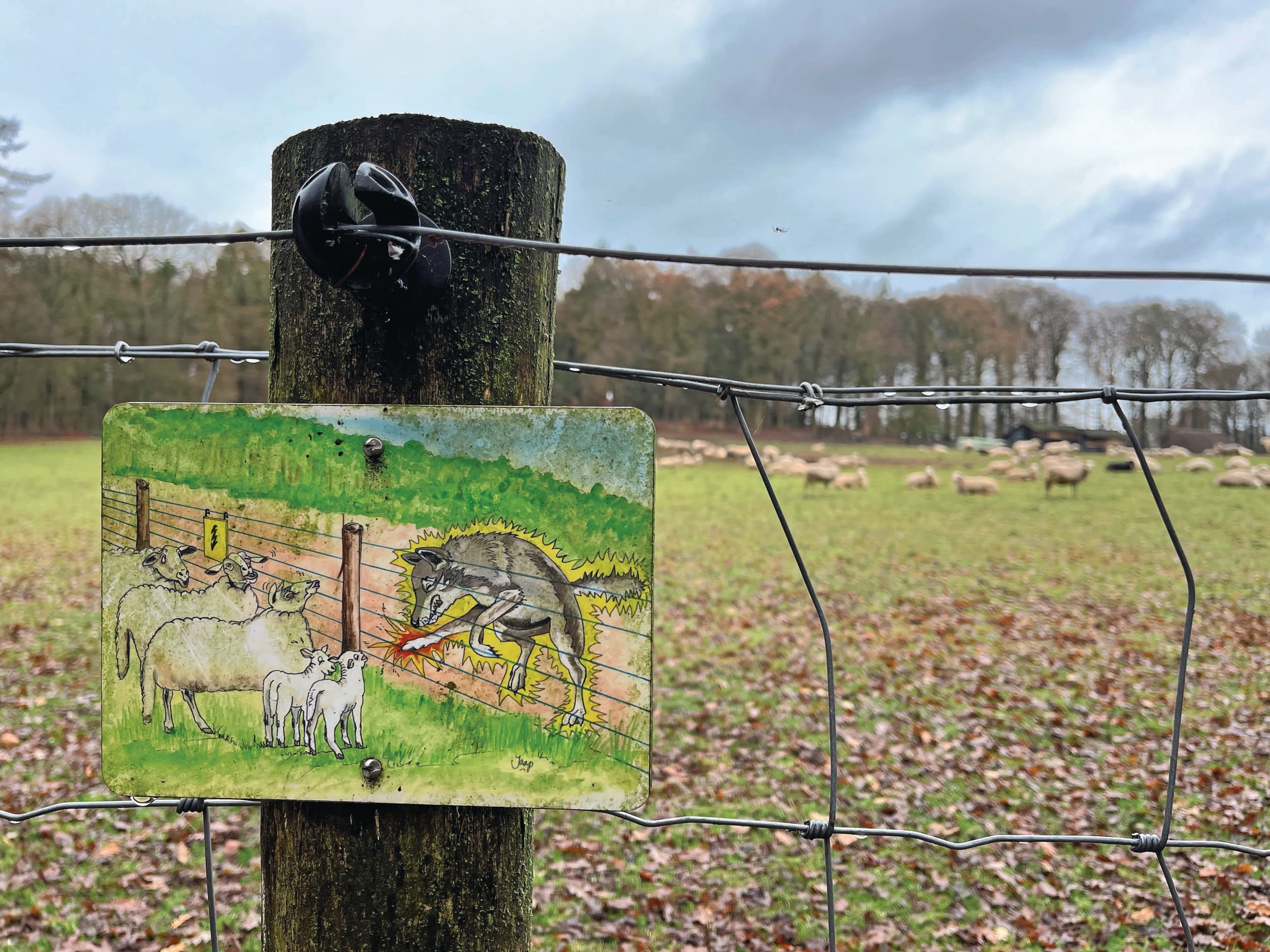 wolven in Drenthe