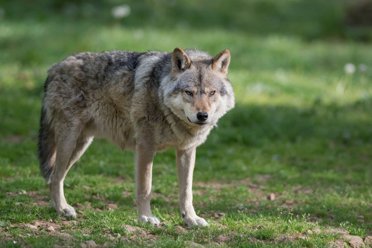 Er zijn 85 wolven vastgesteld in Nederland, waarvan 41 nieuw. Het aantal roedels blijft gelijk, maar het totaal aantal wolven stijgt licht. Foto: Canva/Etienne Brunelle