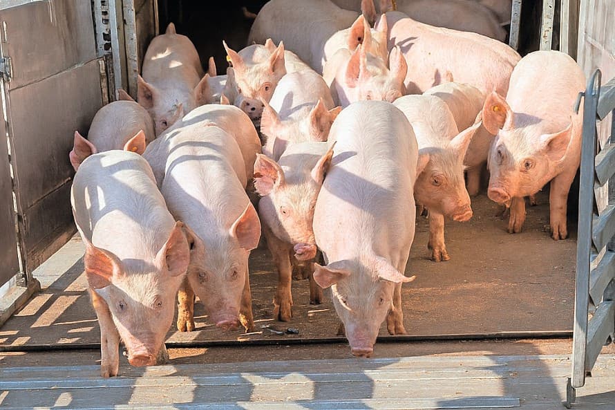 Fokkerijorganisaties in de varkensgenetica bewegen zich volop op de Chinese markt. Het Deense varkensfokkerijbedrijf DanBred beschouwt Azië, en China in het bijzonder, als de toekomstige kernmarkten. Foto: Intradco Global