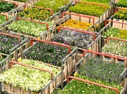 Omzetgroei voor Bloemenveiling FloraHolland