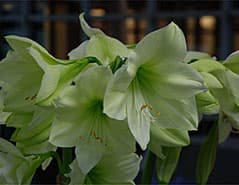 Prachtige Hippeastrum op pot