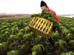 Boerenkool wint terrein