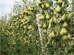Fruitexport Rusland plust dankzij peer