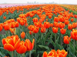 Maximale temperatuur warmwaterbehandeling tulp