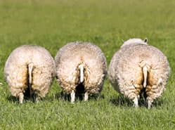 Weiland schapenfokker niet in WOZ-waarde