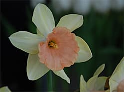 Kleuren in narcissen nemen toe