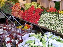 Nederland grootste bloemenleverancier aan Roemenië