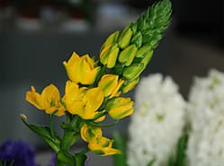 Langbloeier Ornithogalum op de keuring