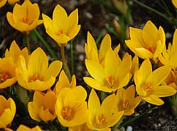 Crocussentijd is aangebroken