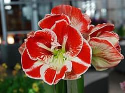 Hippeastrum Samba trekt aandacht