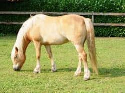 Haflinger meest gemolken paard