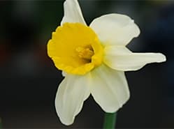 Grote variatie aan narcissen