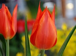 Weer veel tulpen in keuringszaal