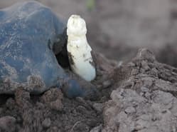 Asperges in de genenbank