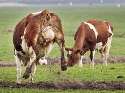 Grote boeren contra grote boeren