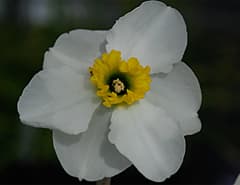 Flink aantal bijzondere narcissen in keuringszaal