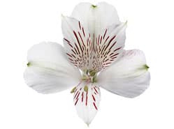 Siberia bepaalt de Alstroemeria show in Keukenhof