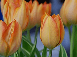 Oranje bloemetje in trek voor Koninginnedag