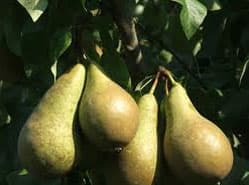 Vroeg voorjaar vraagt om alertheid fruittelers