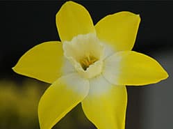 Volop narcissen in de keuringszaal