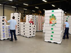 Lilytopia voor 100 procent geleverd door Hollandse bedrijven