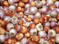 IBC voert actie met kant en klare zomerbollen