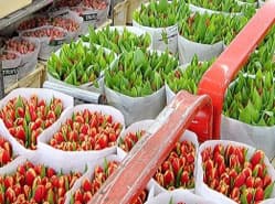 Tulpen goedkoop ondanks lagere aanvoer