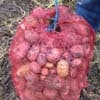 Goud geld voor slechte aardappelen