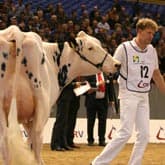 Sfeer en niveau op Koe-Expo