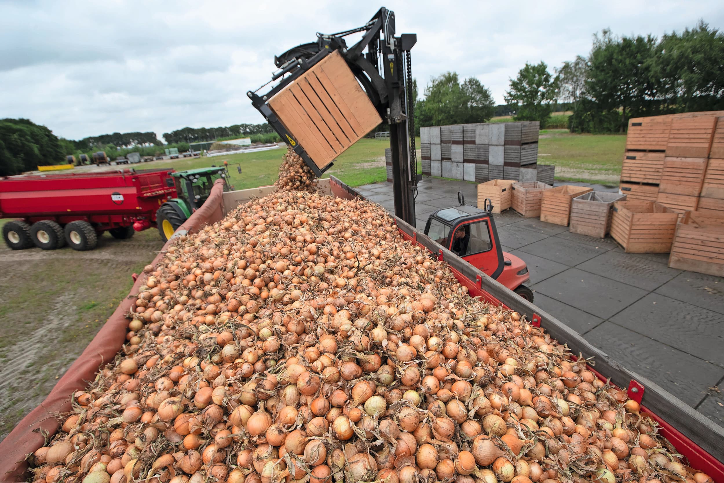 Uien zijn een aparte tak bij Scholtenszathe. Het proces, van teelt tot verkoop, wordt in eigen hand gehouden. De uien gaan in een schuur met 5.500 kisten. Foto’s: Hans Banus