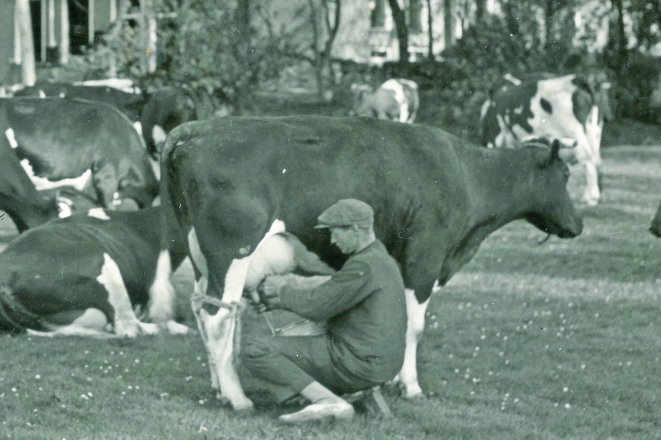 De melker klemde de melkemmer altijd stevig vast tussen zijn benen en sloeg er de rechtervoet omheen. Het hengsel was altijd naar de melker toegedraaid om snel te kunnen grijpen mocht de koe de emmer omschoppen. Die kans zat er namelijk in, ook al had ze een touwtje om de achterpoten. Foto: Misset