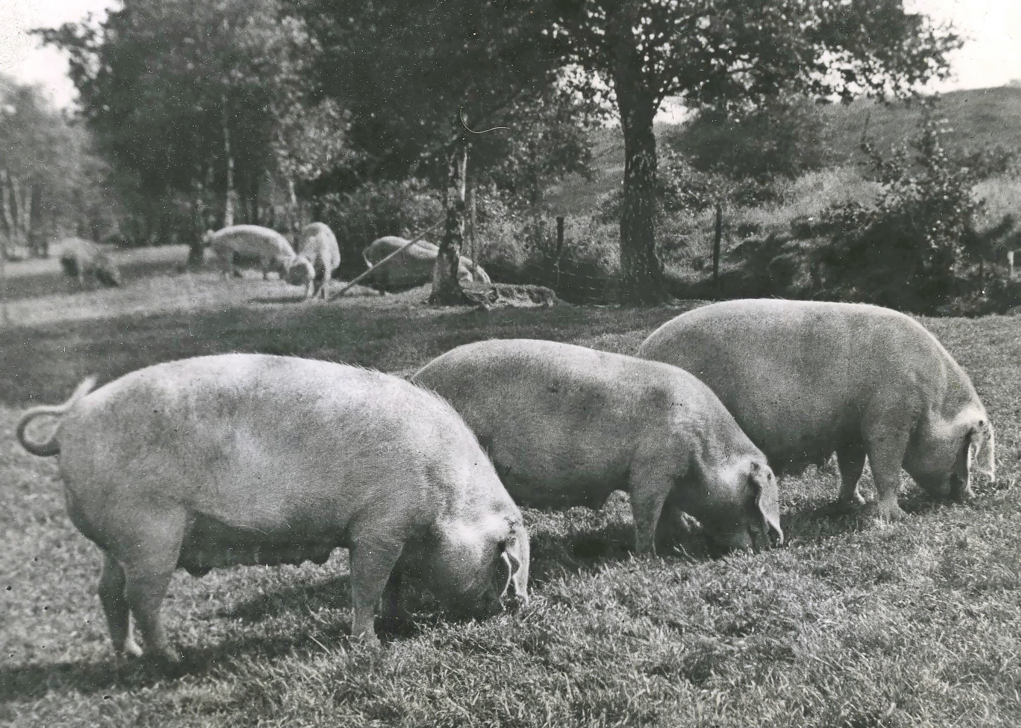 110 jaar geleden hielden de meeste boeren gemiddeld 10 varkens. Ze waren voor erbij, de nadruk lag op melkvee en akkerbouw. Pas na 1957 veranderde dat en begon een proces van ontmenging en specialisatie. De gemiddelde bedrijfsgrootte nam toen ook sterk toe. Deze zit volgens de ramingen van het CBS inmiddels op iets meer dan 5.000 dieren per bedrijf. Foto: Misset