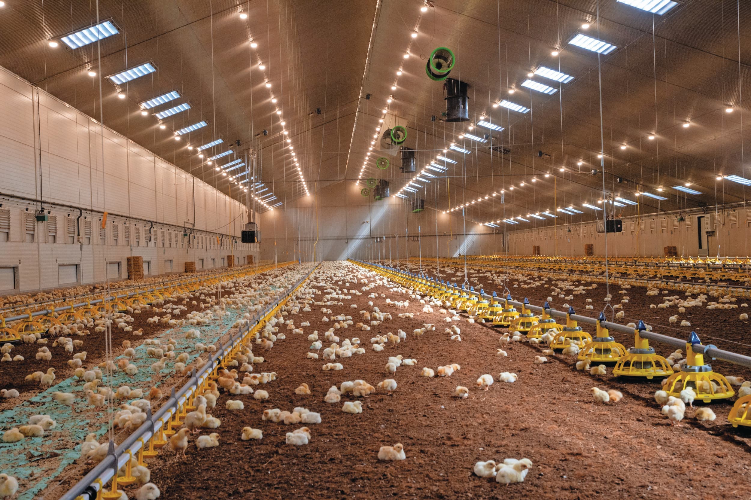 De stal is eind december 2024 in gebruik genomen. De ondernemers zijn begonnen aan hun vijfde ronde in de stal. De voer- en waterlijnen zijn van Roxell. Na drie weken maken de kuikens ook gebruik van de wintergarten.
