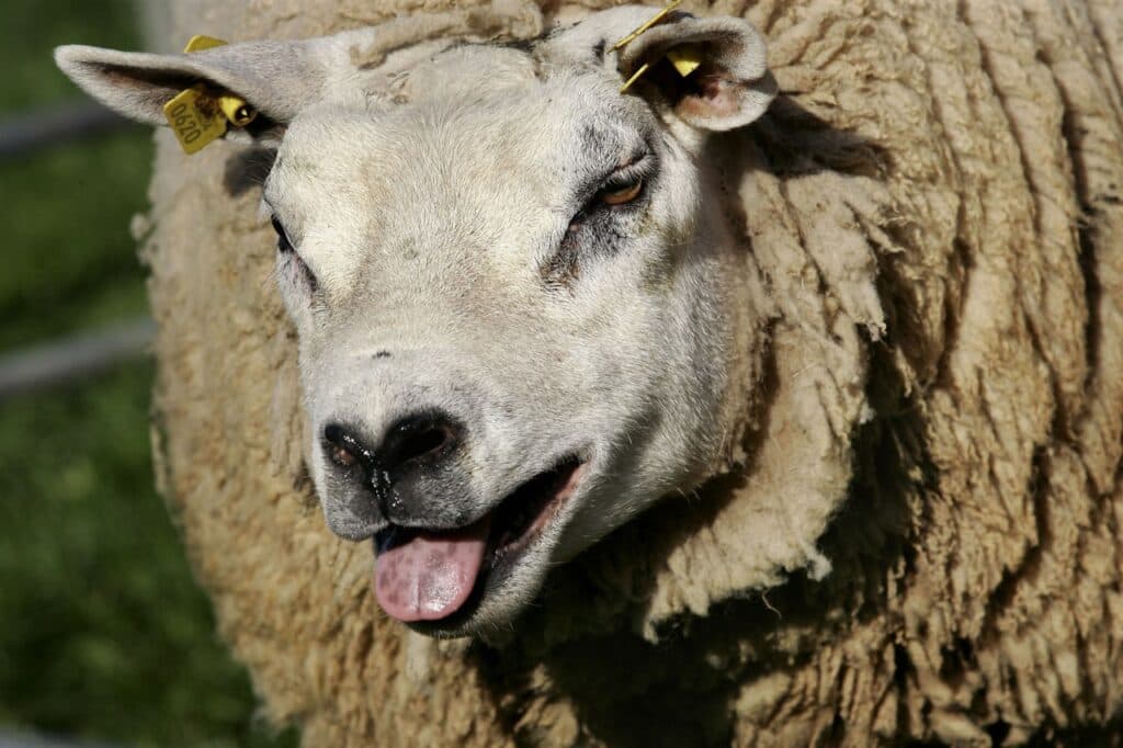 Schaap besmet met blauwtong. - Foto: ANP