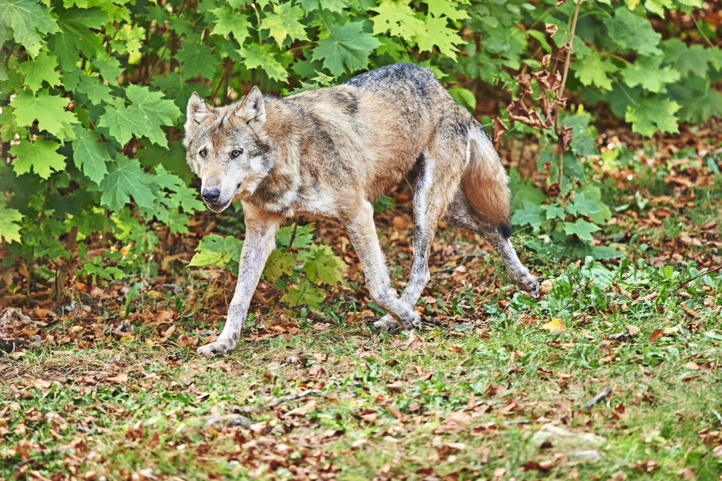 wolf in jachtwet Duitsland