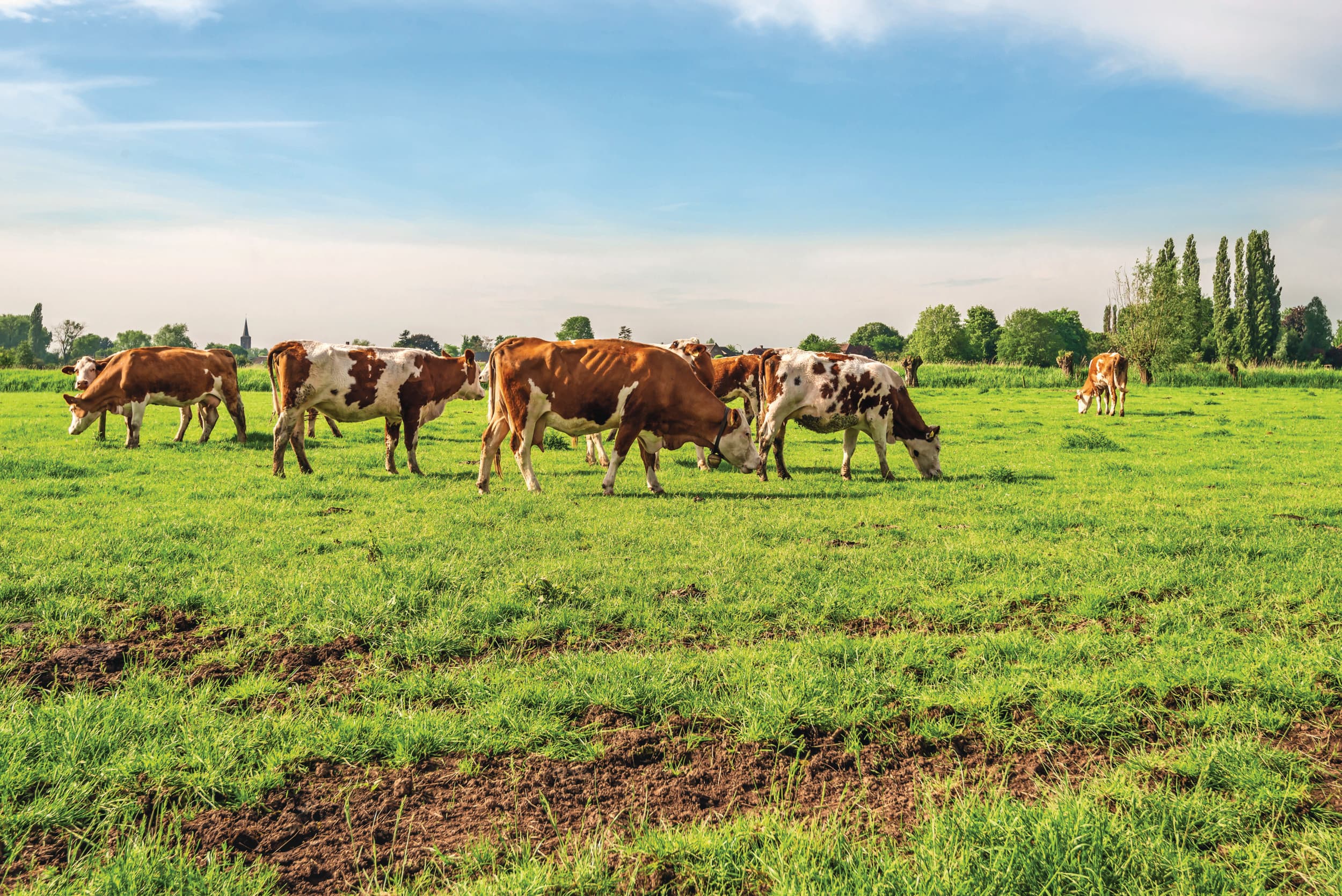 Gedeputeerde Staten van Noord-Brabant willen de uitstoot van de Brabantse veehouderij met 46% reduceren. Foto: ANP
