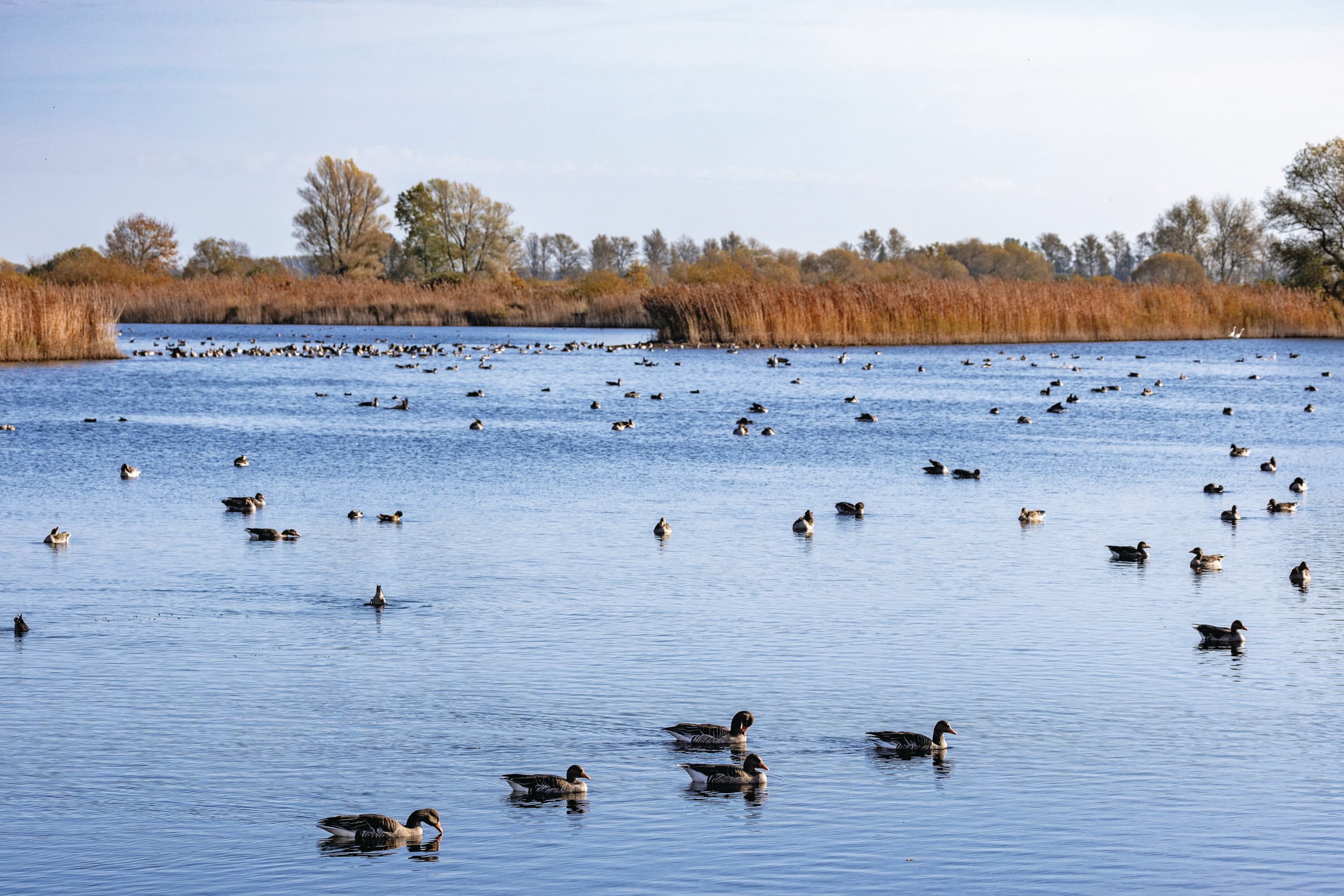 De meeste overwinterende wilde watervogels zijn inmiddels gearriveerd. Foto: ANP