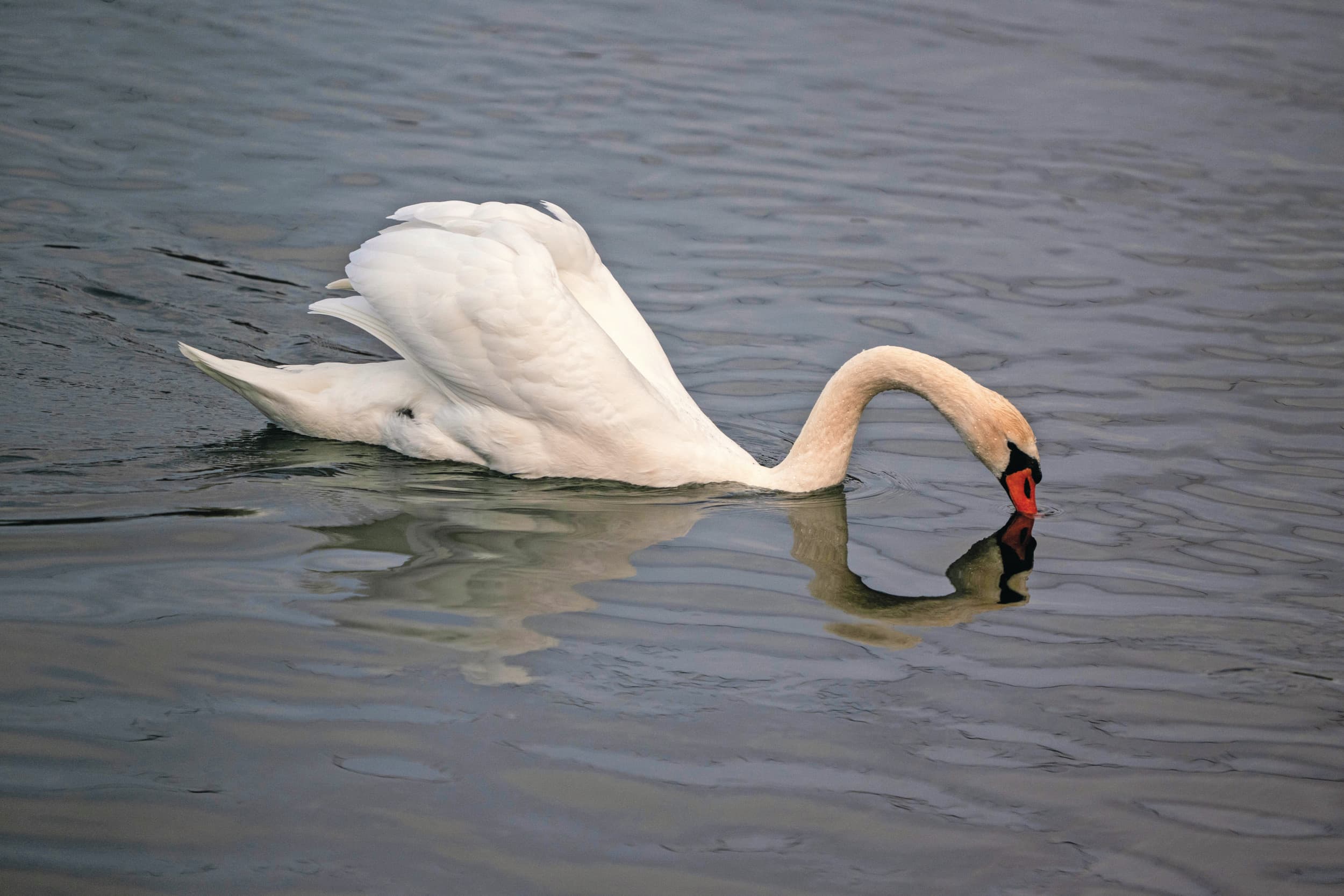 In natuurgebied de Nieuwe Driemanspolder tussen Den Haag en Zoetermeer zijn afgelopen week zeker 25 zwanen gevonden die vogelgriep hadden. Foto: ANP