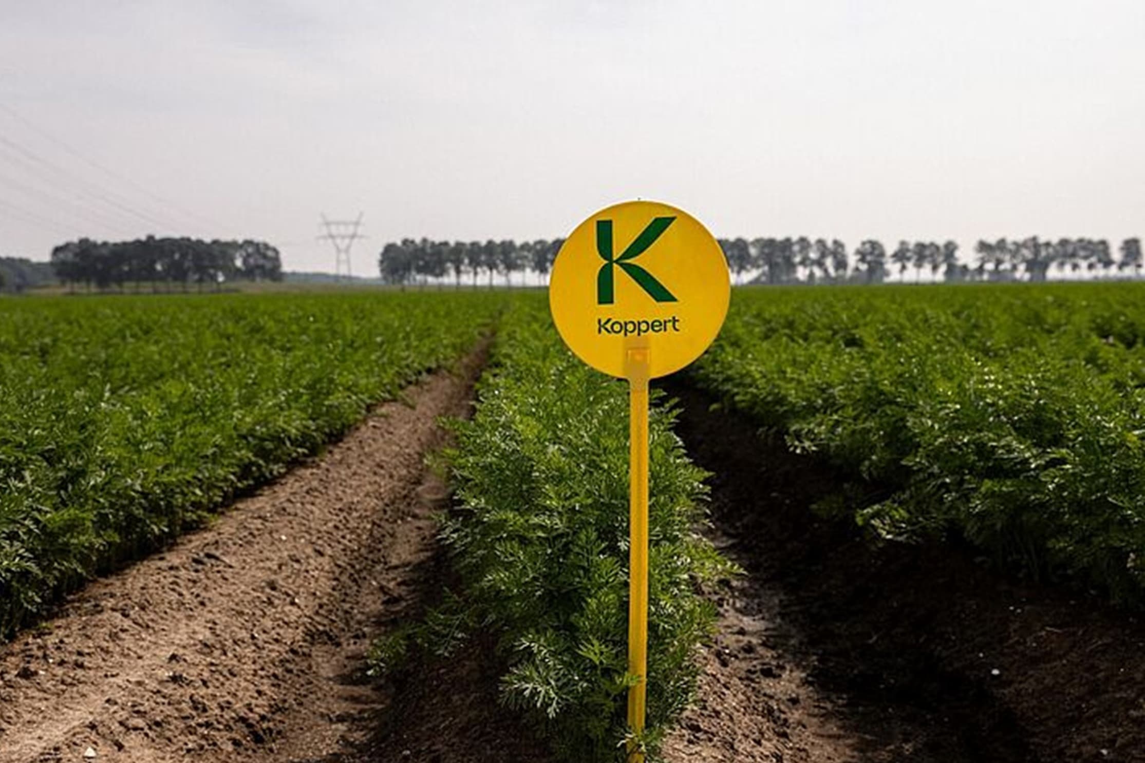 Foto's: Koppert